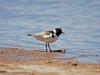 Hooded Plover