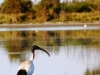 Ibis