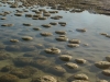 Thrombolites